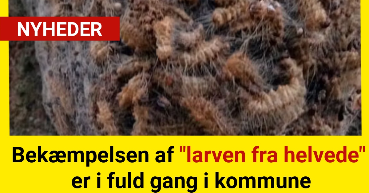 Bekæmpelsen af "larven fra helvede" er i fuld gang i kommune