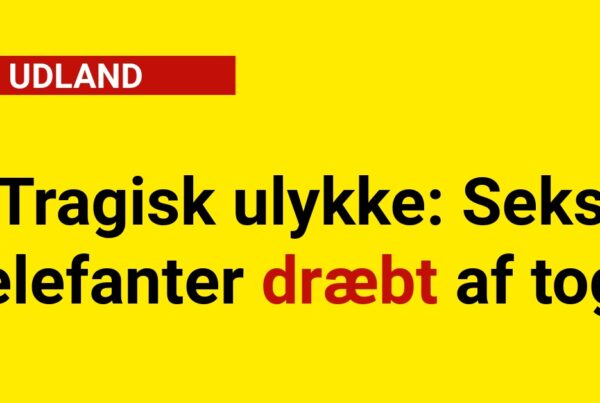 Tragisk ulykke: