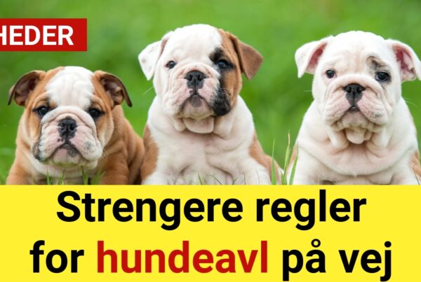 Strengere regler for hundeavl på vej