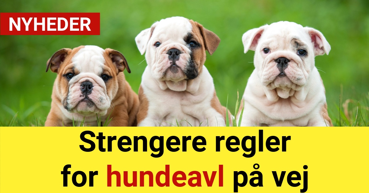 Strengere regler for hundeavl på vej