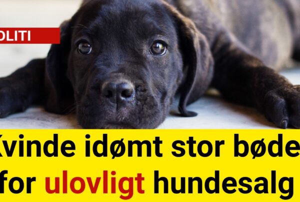 Kvinde idømt stor bøde for ulovligt hundesalg