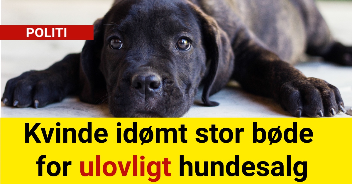 Kvinde idømt stor bøde for ulovligt hundesalg