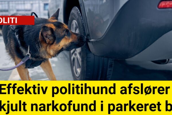 Effektiv politihund afslører skjult narkofund i parkeret bil