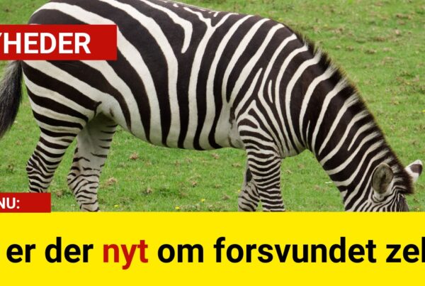 Nu er der nyt om forsvundet zebra