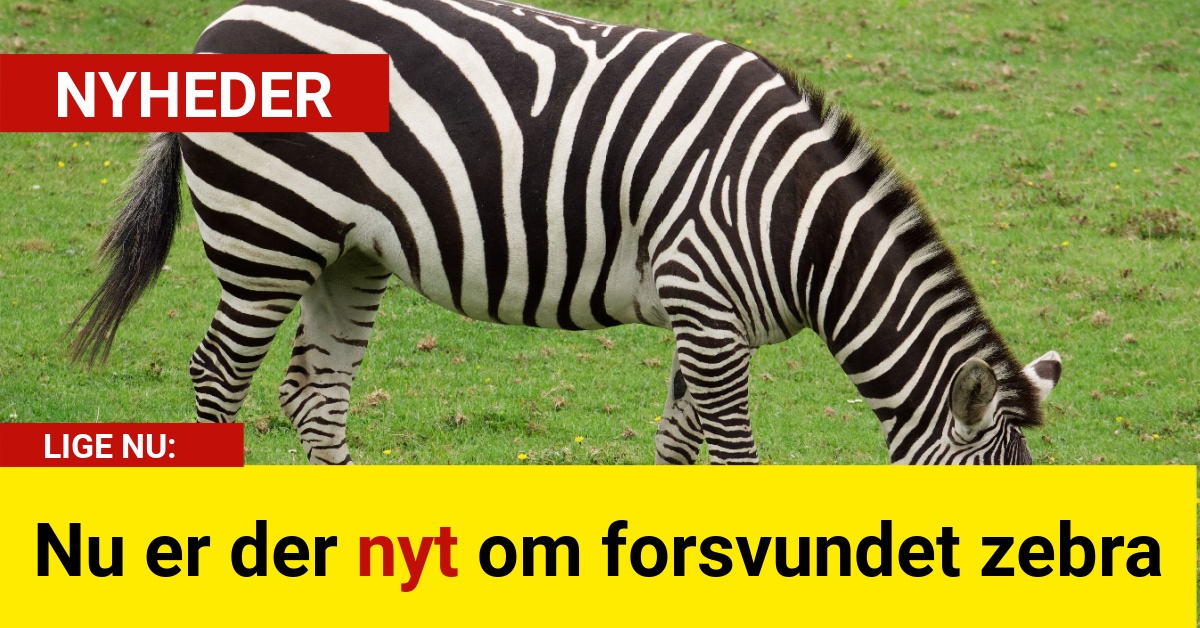 Nu er der nyt om forsvundet zebra