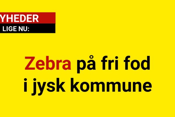 Zebra på fri fod i jysk kommune