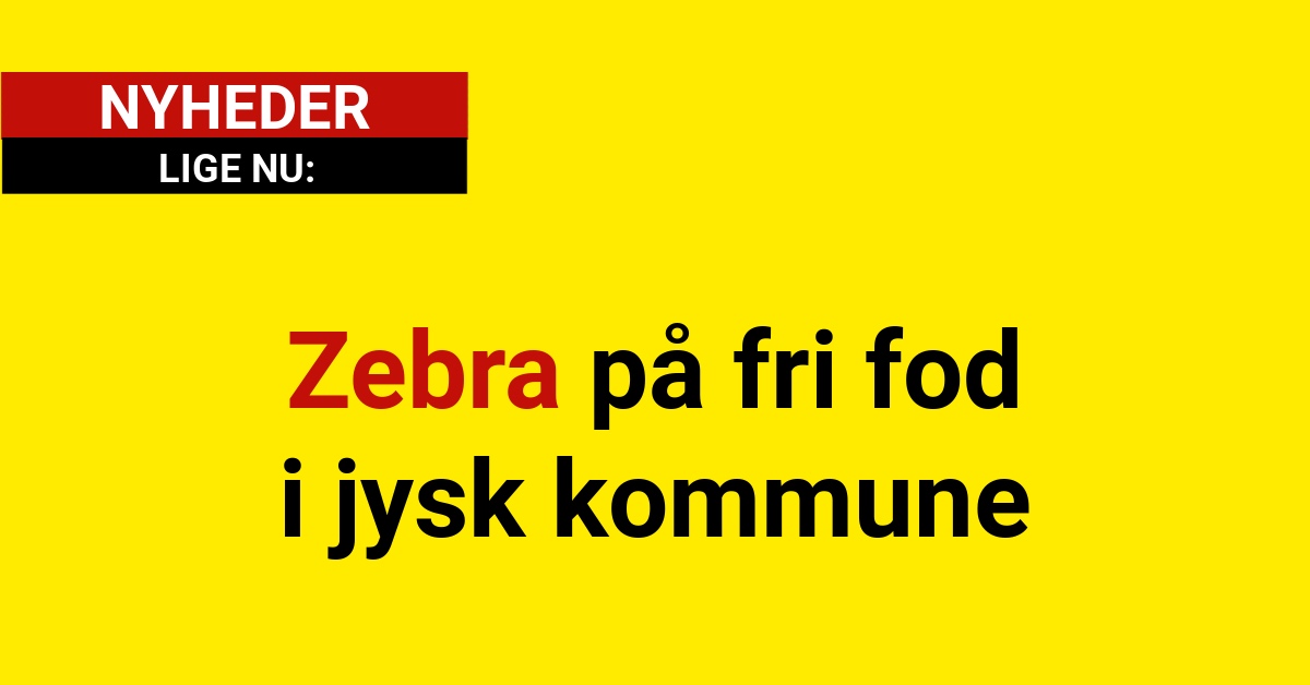 Zebra på fri fod i jysk kommune