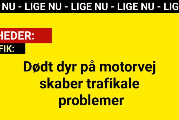 Dødt dyr på motorvej skaber trafikale problemer