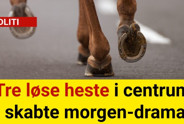 Tre løse heste i centrum skabte morgen-drama