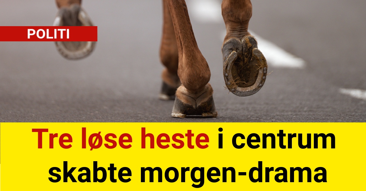 Tre løse heste i centrum skabte morgen-drama