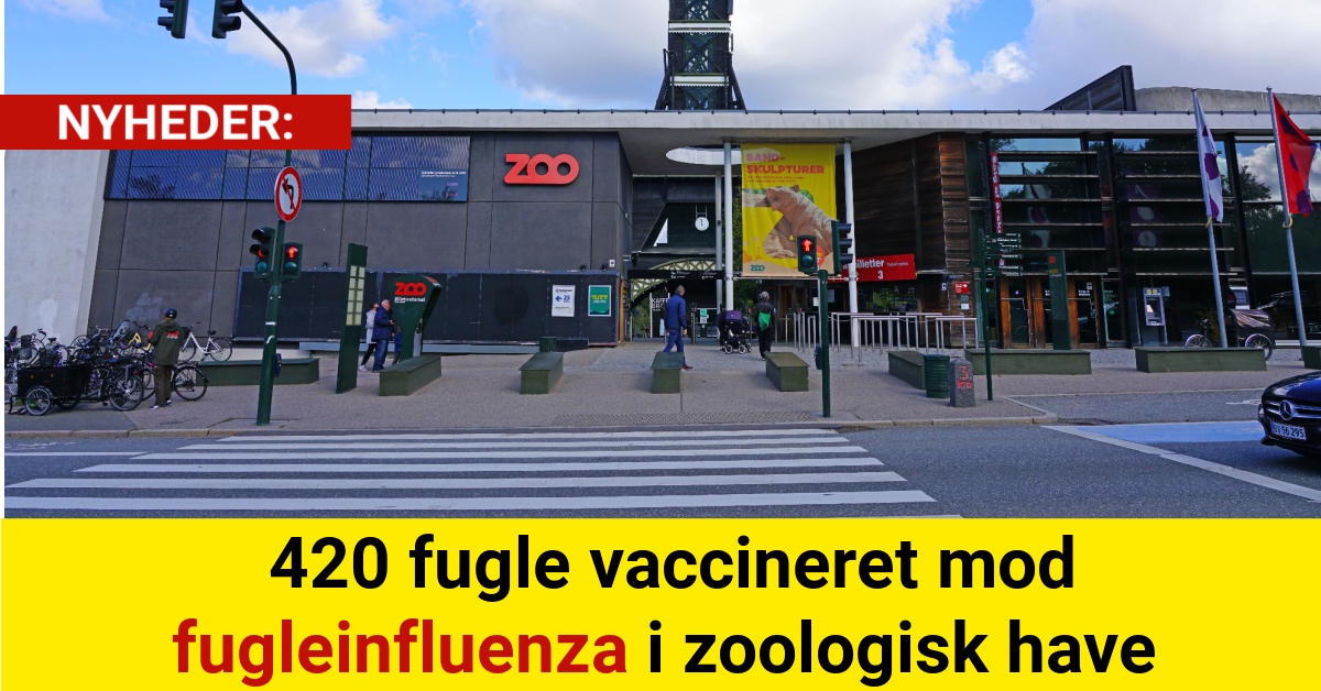 420 fugle vaccineret mod fugleinfluenza i zoologisk have