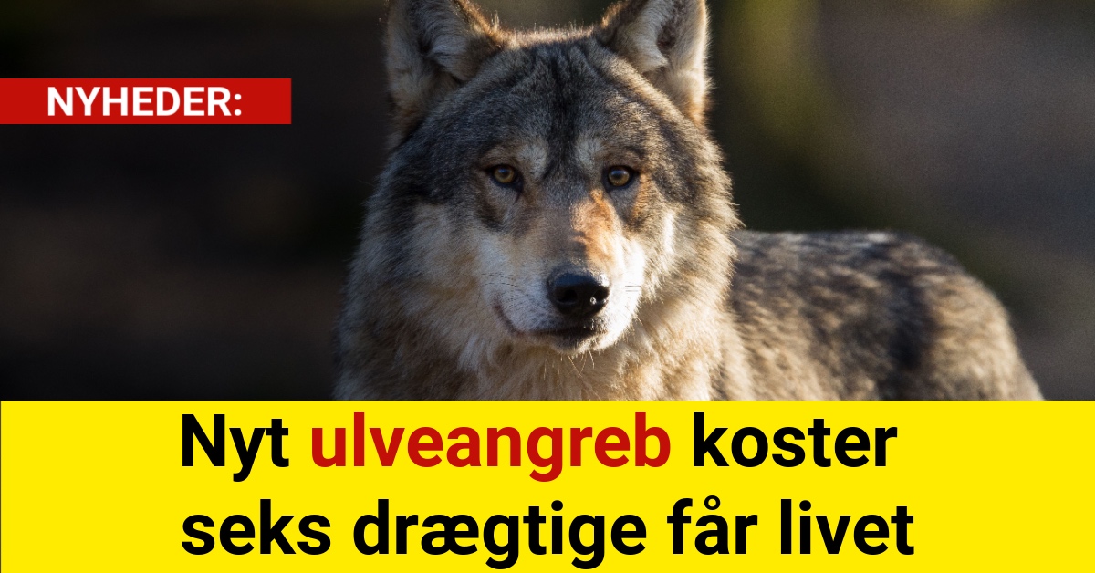 Nyt ulveangreb koster seks drægtige får livet