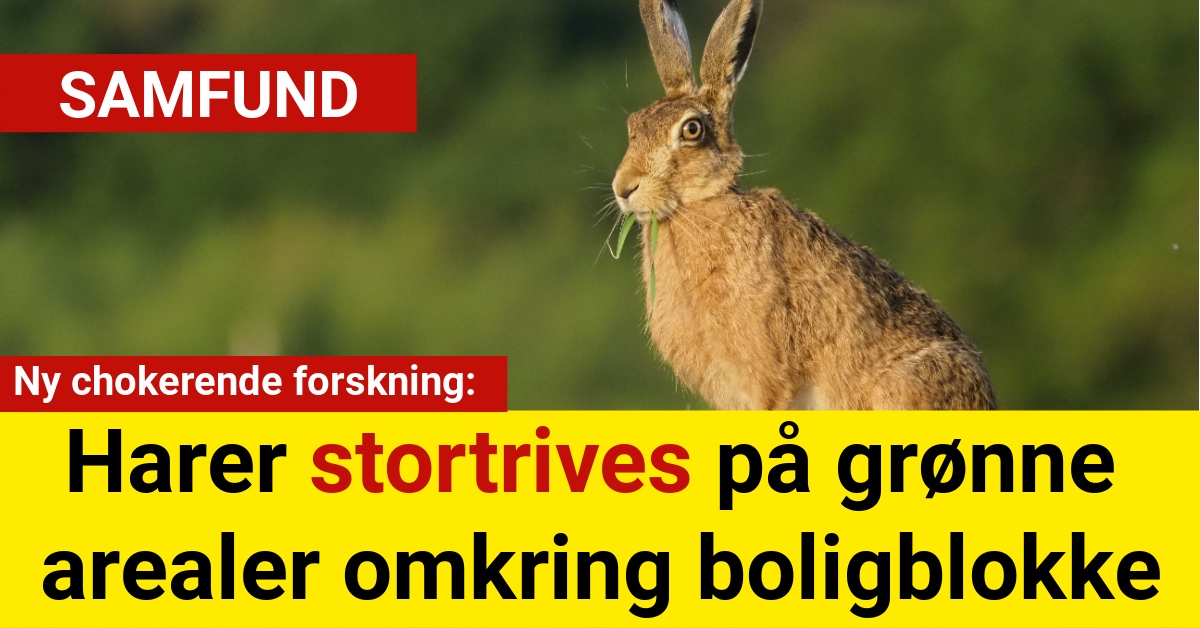 Harer stortrives på grønne arealer omkring boligblokke