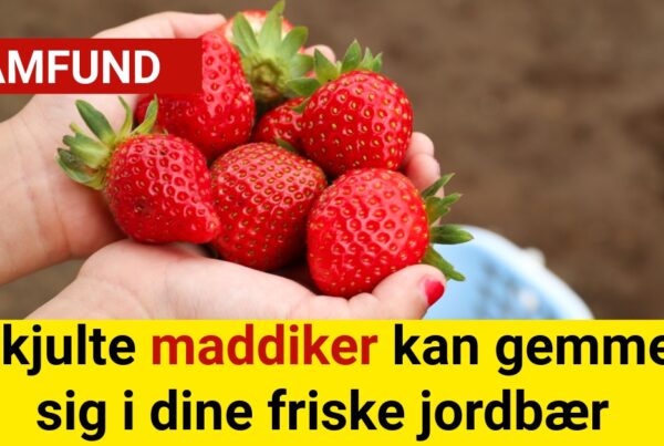 Skjulte maddiker kan gemme sig i dine friske jordbær