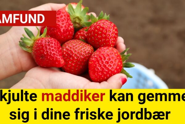 skjulte maddiker i friske jordbær