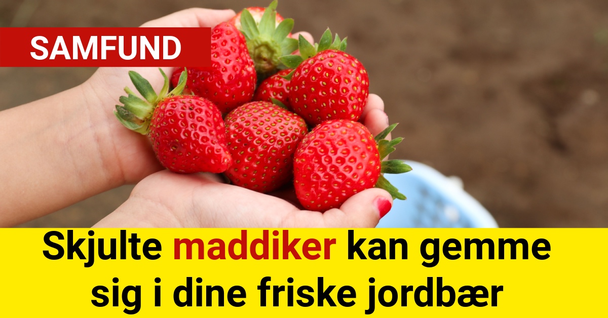 skjulte maddiker i friske jordbær