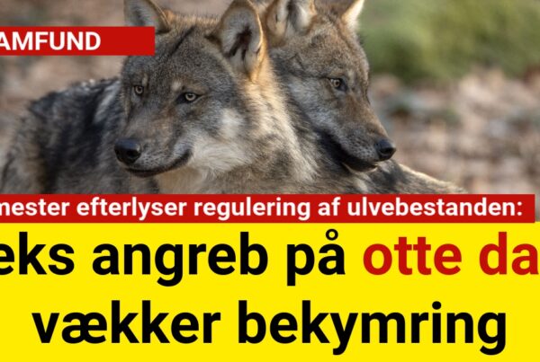 Borgmester efterlyser regulering af ulvebestanden: