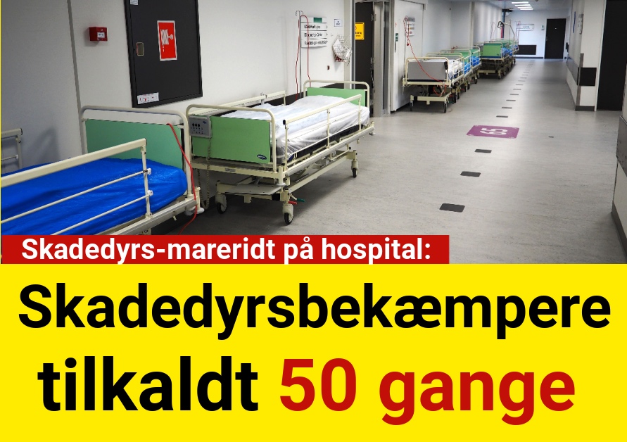 Skadedyrs-mareridt på hospital: