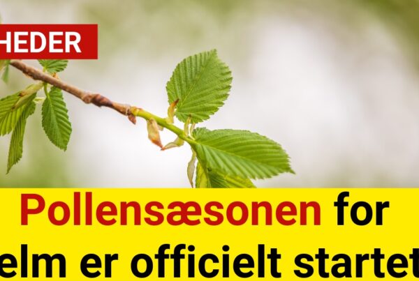 Pollensæsonen for elm er officielt startet