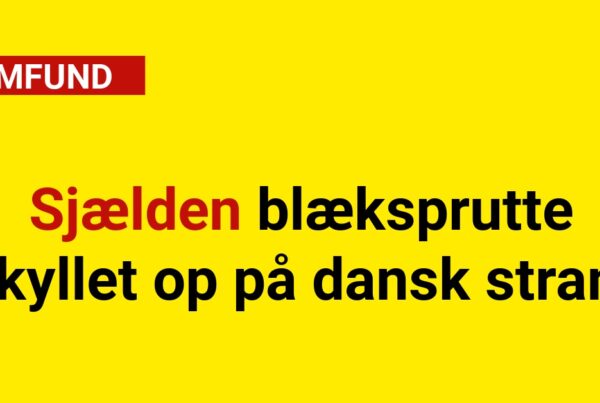 sjælden blæksprutte