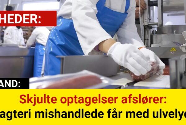 Skjulte optagelser afslører: Slagteri mishandlede får med ulvelyde