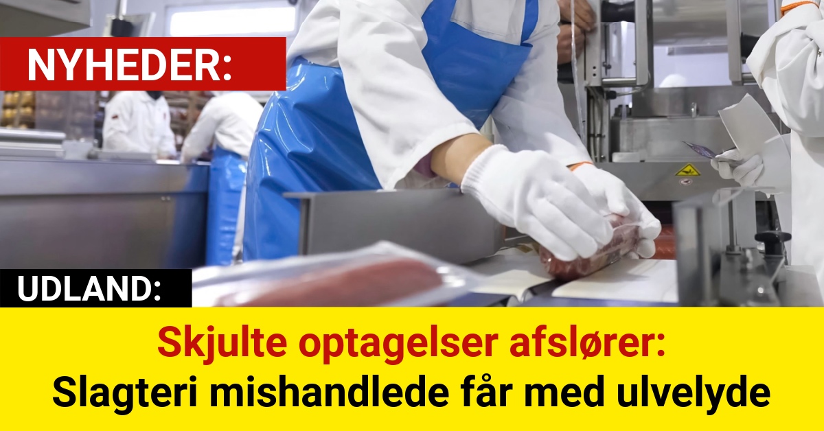 Skjulte optagelser afslører: Slagteri mishandlede får med ulvelyde