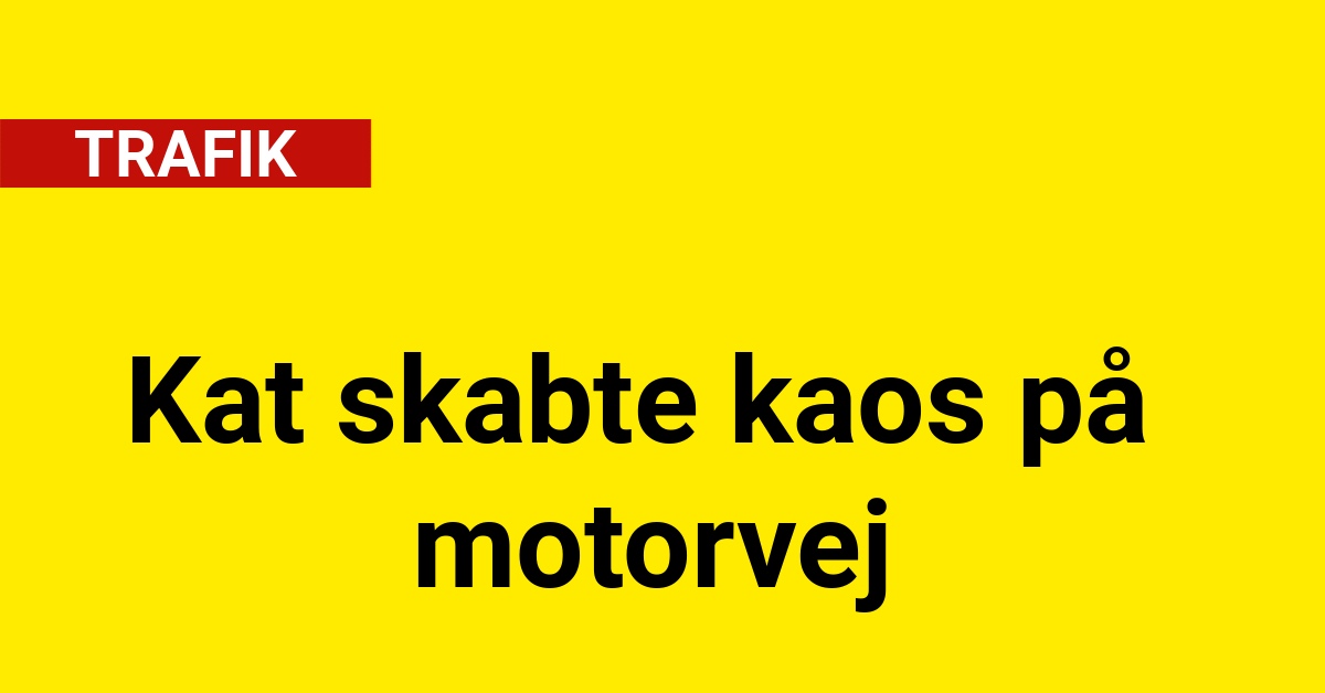 Kat skabte kaos på motorvej