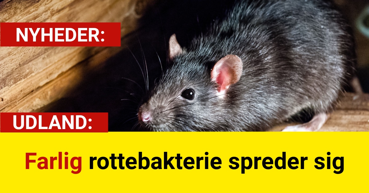 Farlig rottebakterie spreder sig