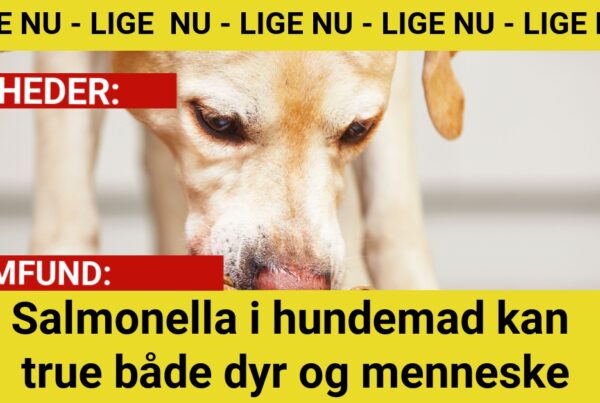 Salmonella i hundemad kan true både dyr og mennesker