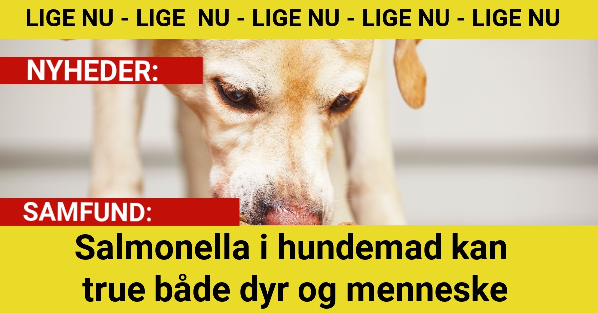 Salmonella i hundemad kan true både dyr og mennesker