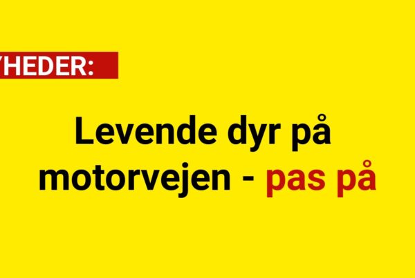 Levende dyr på motorvejen - pas på