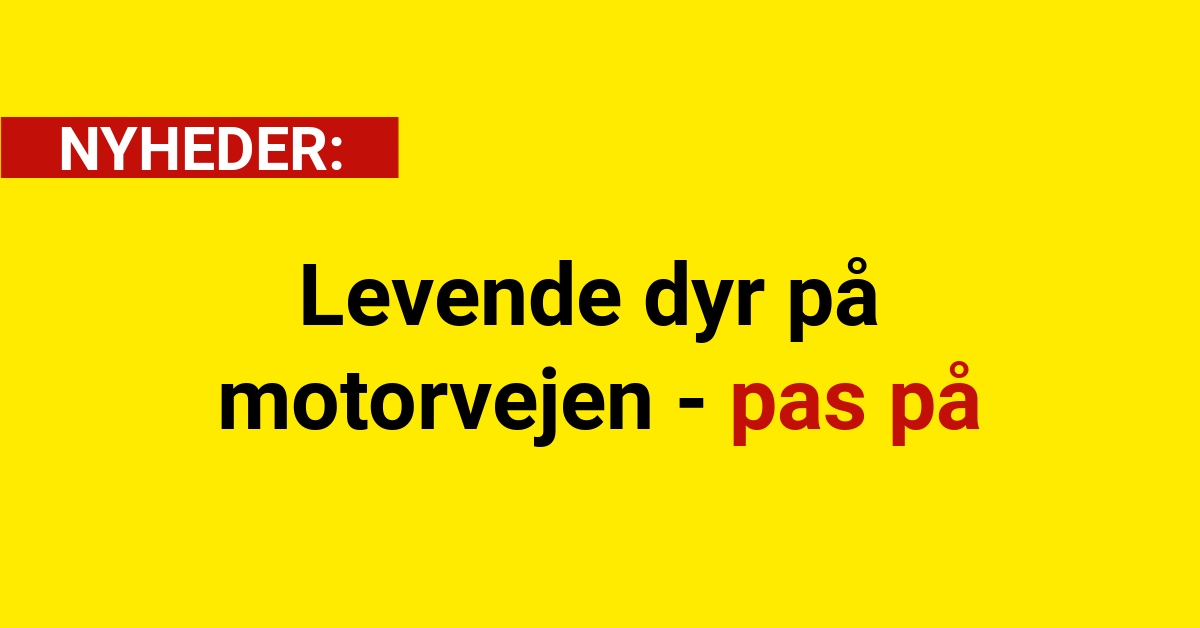Levende dyr på motorvejen - pas på