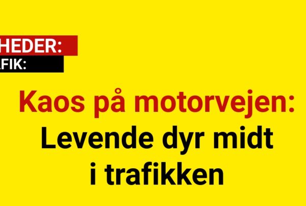 Kaos på motorvejen: Levende dyr midt i trafikken