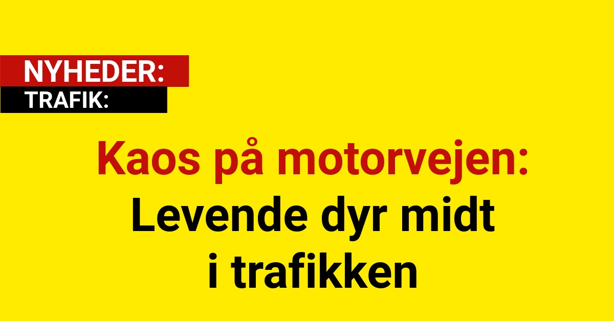 Kaos på motorvejen: Levende dyr midt i trafikken