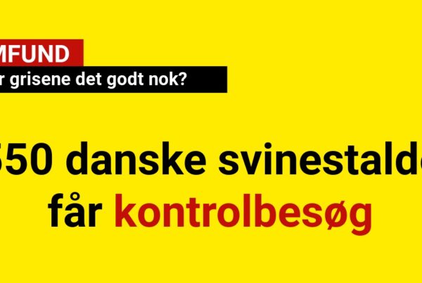 Har grisene det godt nok?