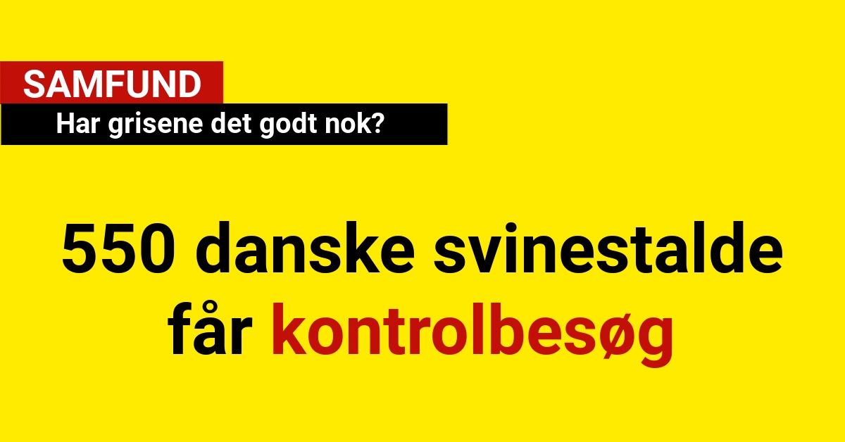Har grisene det godt nok?