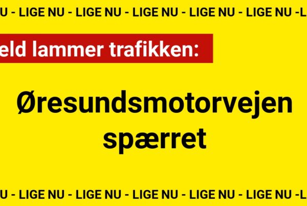 Uheld lammer trafikken: