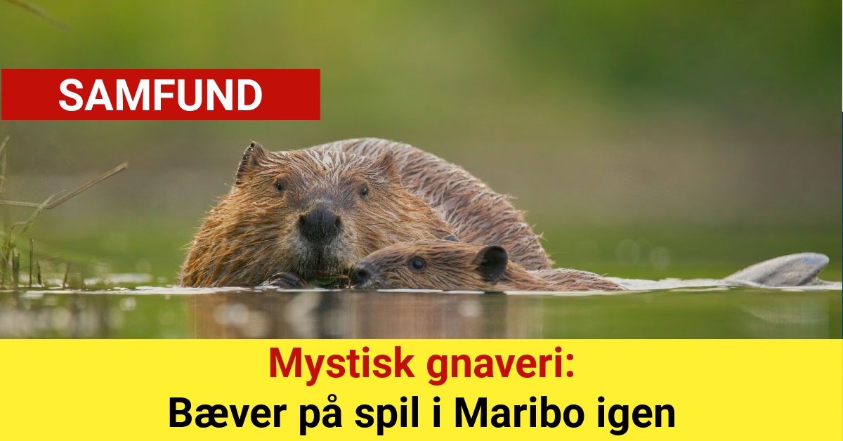 Mystisk gnaveri: Bæver på spil i Maribo igen