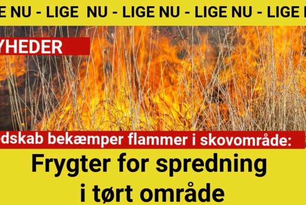 Beredskab bekæmper flammer i skovområde - Frygter spredning