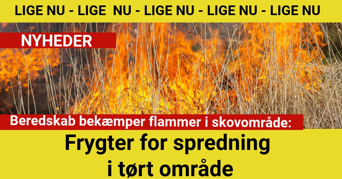Beredskab bekæmper flammer i skovområde - Frygter spredning