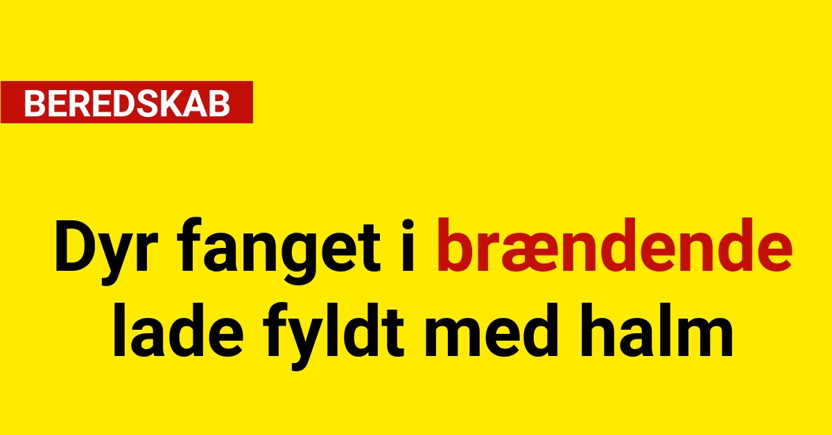 Dyr fanget i brændende lade fyldt med halm