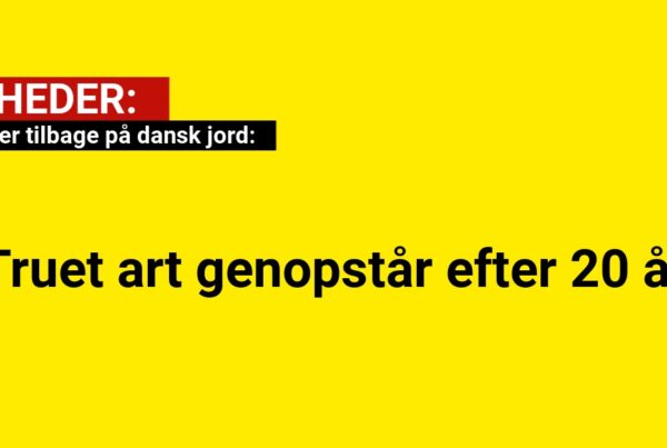 Tudse er tilbage på dansk jord