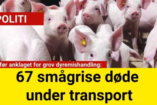 chauffør anklaget for grov dyremishandling