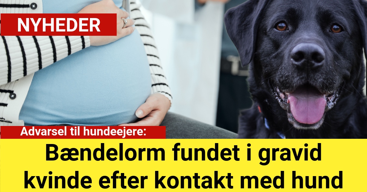 bændelorm fundet i gravid kvinde efter kontakt med hund
