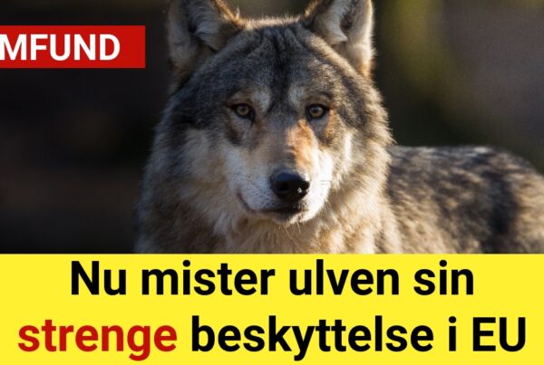 Nu mister ulven sin strenge beskyttelse i EU