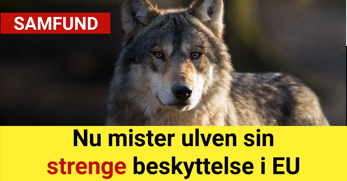 Nu mister ulven sin strenge beskyttelse i EU