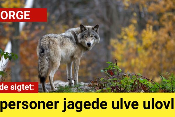Ti personer jagede ulve ulovligt – nu er de sigtet