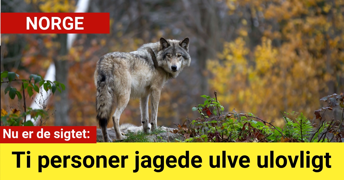 Ti personer jagede ulve ulovligt – nu er de sigtet