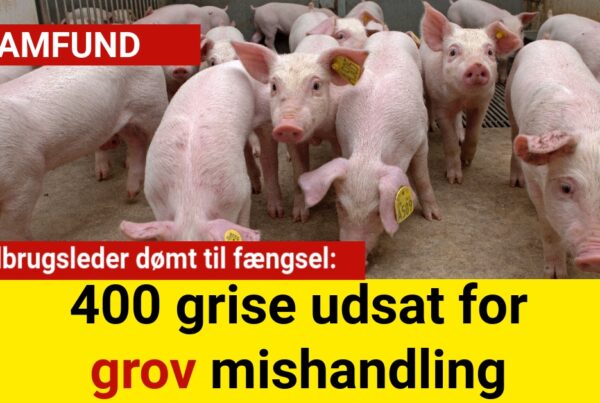 Landbrugsleder dømt til fængsel