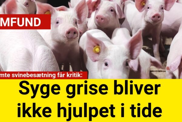 Fødevarestyrelsens kontrol afslører alvorlige svigt i håndteringen af syge og tilskadekomne grise hos danske landmænd.